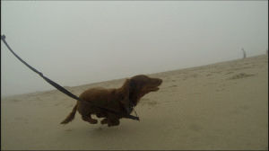 dachshund,beach,airborne