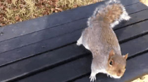 animals being jerks,squirrel,attacks,cameraman