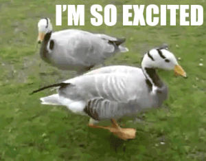 duck,cute,excited