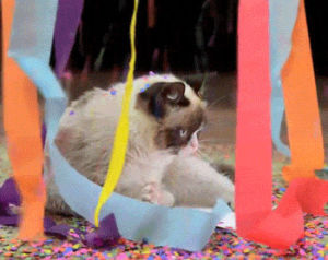 happy birthday cat,grumpy cat,happy birthday,party cat,depressed,party,birthday