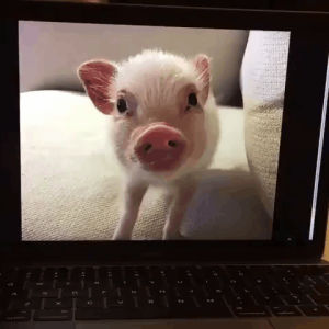 surprise pig