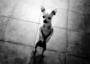 chihuahua,black and white,cute,dancing,dog,puppy