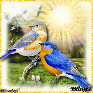 spring,birds,picture,sunny