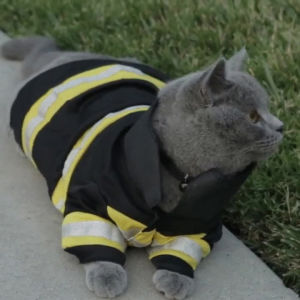 firefighter,cat,rescue