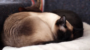 cats,cinemagraph,sleeping,cinemagraphs,photographers on tumblr,living stills,saucerjoliesuccubus
