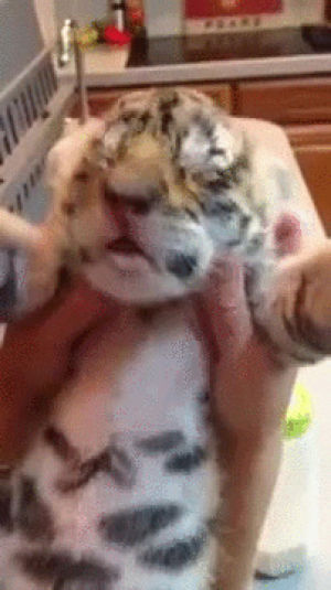 tiger,rub,baby,ear