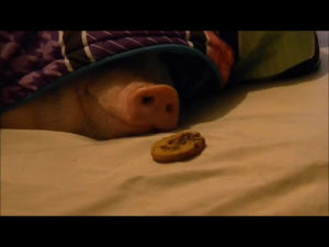 pig,cookie,woken