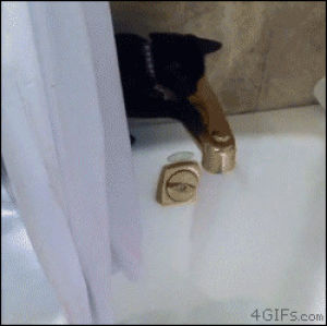 bathtub,cat,fail,water