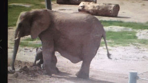 elephant,august,baby
