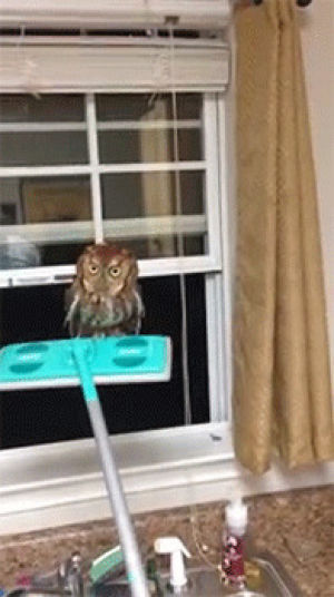 owl,video,siz