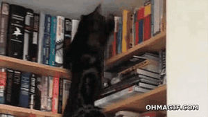 bookshelf,funny,cat,animals,jump,book,search,kevin mccullough