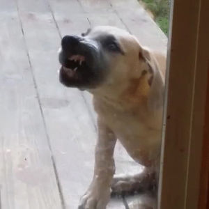 licking,dog,window