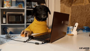 working,laptop,dog human,typing,dog,animals,computer