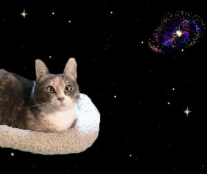 psychedelic,tripping,funny,cat,trippy,space,drugs,psychedelics,lulz,kitteh