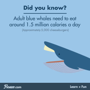 eating,whale,animals,science,nature,ocean,education,facts,fact,bluewhale