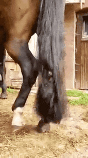tail,cat,horse