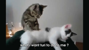 cats,adorable,massage