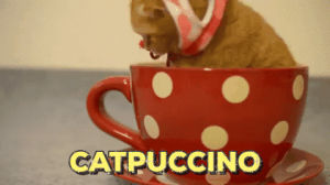 christmas cat,catpuccino,cat,pun,cat pun