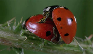 love,cum,insect,ladybug,love