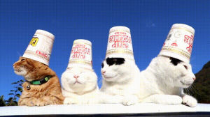 cup,cats,hats