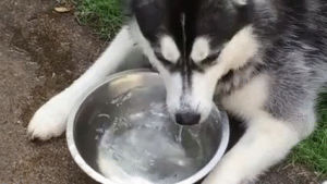 bubbles,dog,water,bowl,blows