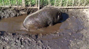 pig,mud,enjoy