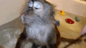 monkey,comb,bath,grooming