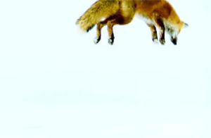 fox,snow,hunting,dive