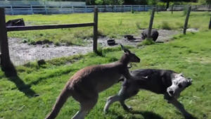 kangaroo,tag,playing