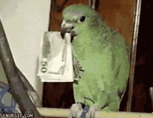 parrot,money,im bossy,cat,drugs,getting,catnip