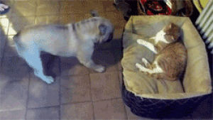cat vs dog,french bulldog,cat,dog