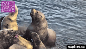 wildlife,nature,explore,oceans,exploreorg,daily dose of love,live cam,sea lions,im thankful for you