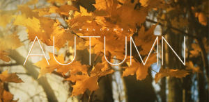 leaves,autumn,fall