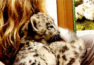 snow leopard,cub,cute,licking,animals