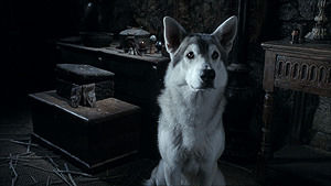 game of thrones,direwolf,dog,reactions,confused,huh,say what,oh really,tilt head