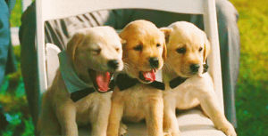 wednesday,dog,puppy,tired,yawn