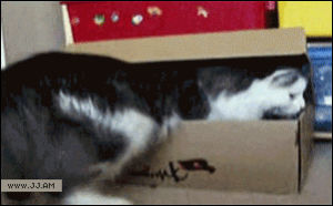 box,cat,bye