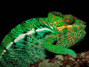 Baby Chameleon Chameleon Gif Find On Gifer