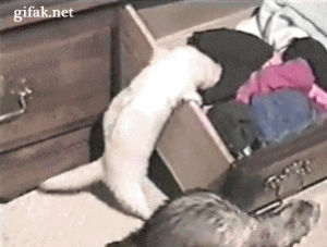 ferrets,sock,drawer