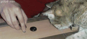 cat,game,confused,guess,tricked