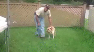 funny,dog,trampoline
