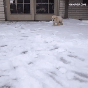 happy,dog,snow,face,puppy,jumping,mixed,close up,hopping