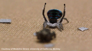 dancing,science,spider,peacock spider