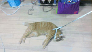 cat,lazy,dgaf,leash,out cold,dont care