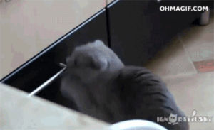 cat,funny,cute,face,open,sorry,mixed,busted,drawer
