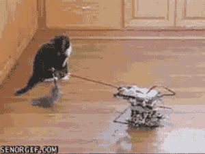 robot,cat,cute,playing