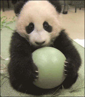 panda,scare,ball,cub