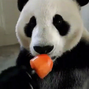 panda,popsicle