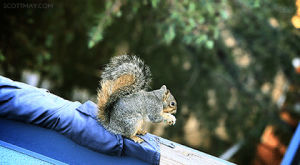 squirrel,eating,hungry