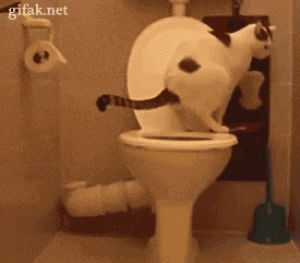 bathroom,toilet,toilet paper,cat